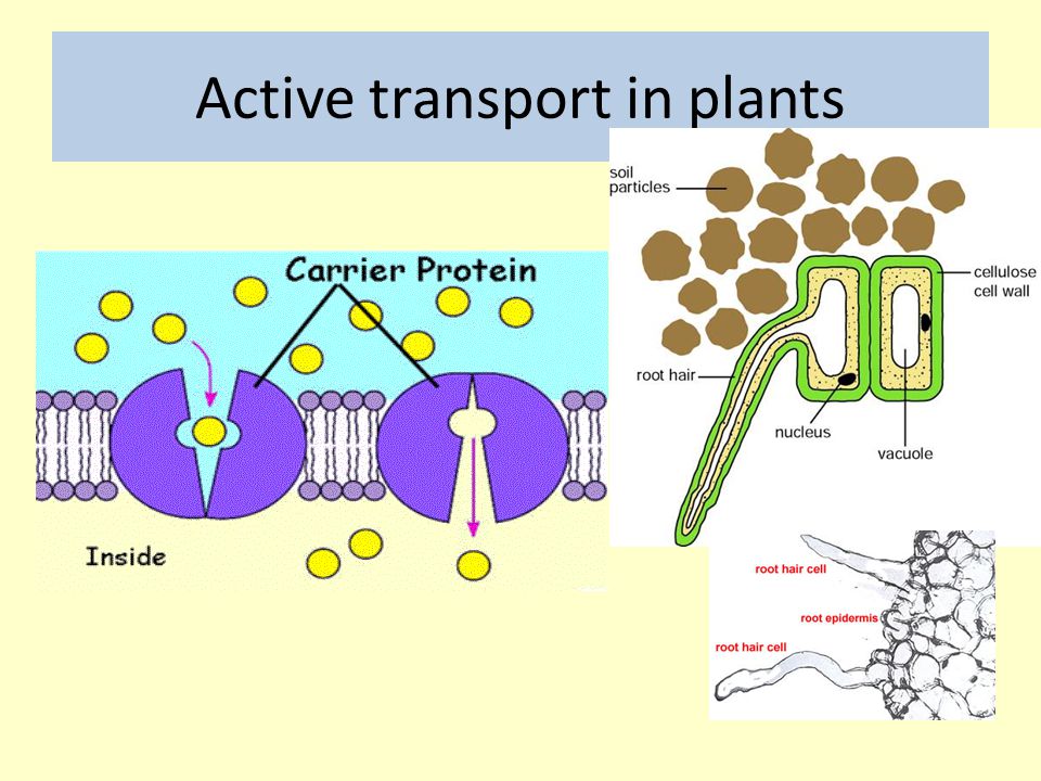 BIO2: TRANSPORT IN PLANTS