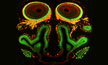 RECEPTOR ORGANS IN MAMMALS