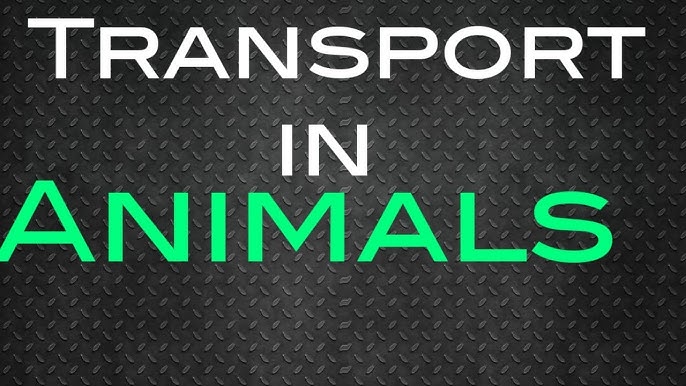 BIO2: TRANSPORT IN ANIMALS 1