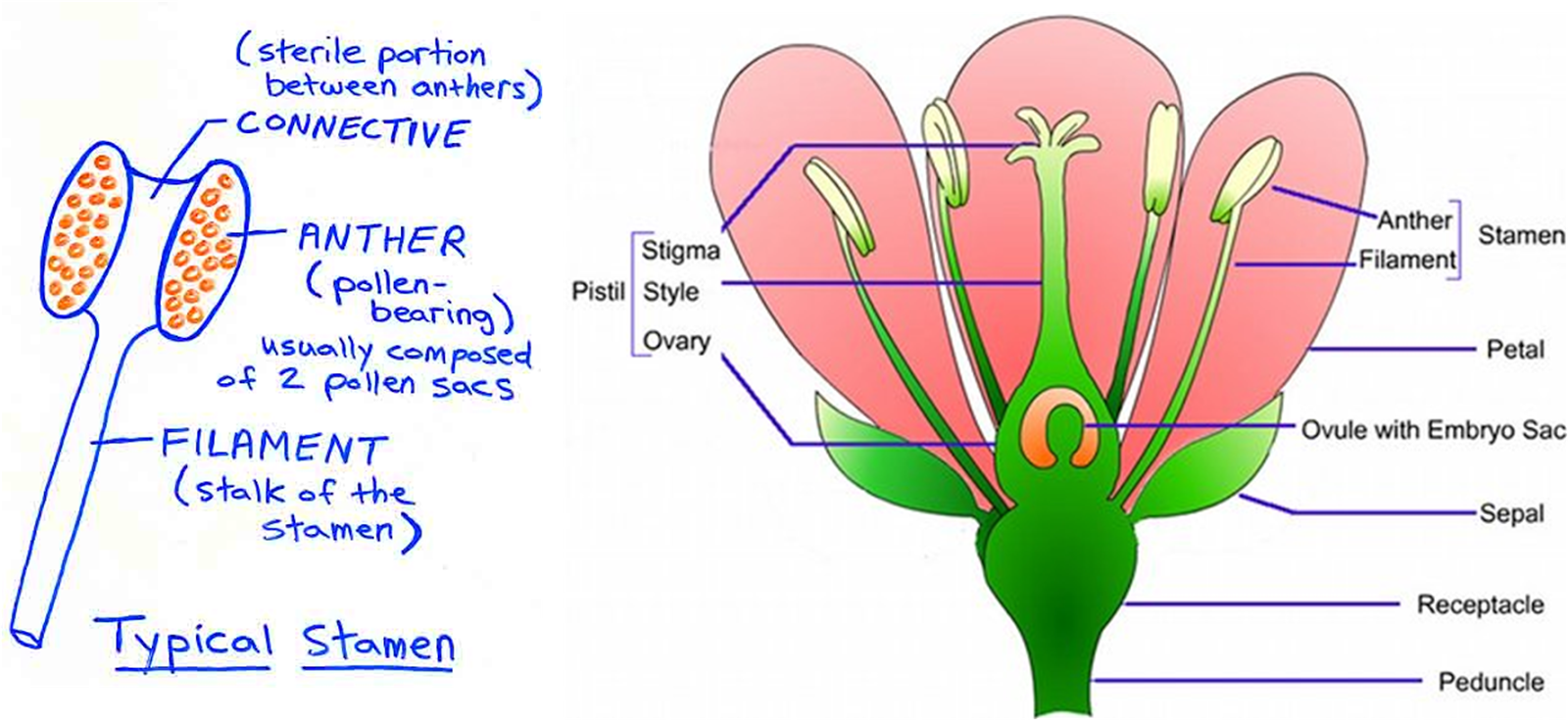 Diagram Of A Plant Reproductive System World Of Reference