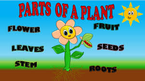 NEWS/P/1: Parts of the plant and giving their uses 1