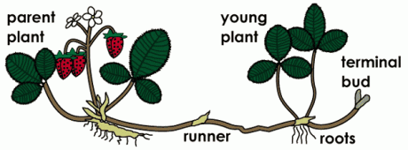 runners plants examples