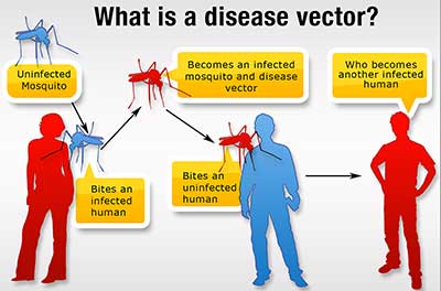 vectors