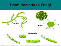 SCI/P/5: BACTERIA AND FUNGI