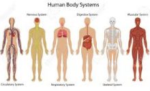 THE BODY SYSTEM