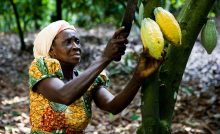 GEOGRAPHY O-LEVEL- COCOA GROWING IN GHANA