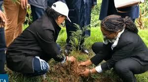 SCI/P/7: AGROFORESTRY 1