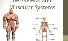 MUSCULAR AND SKELETAL SYSTEM