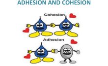 COHESION AND ADHESION