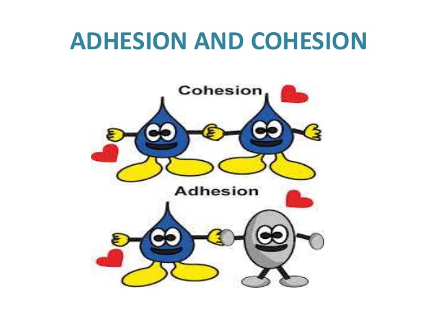 COHESION AND ADHESION