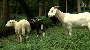 SCI/P/5: KEEPING GOATS AND SHEEP