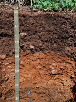 SOIL PROFILE Agriculture