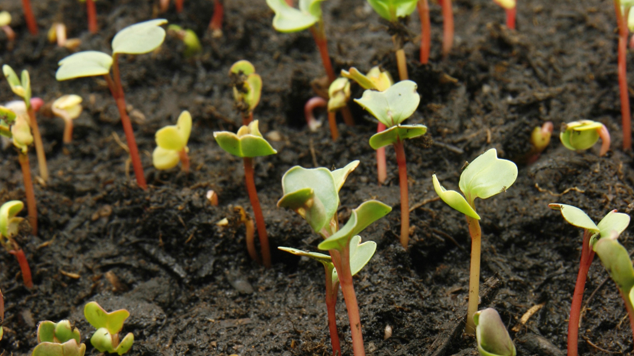 AGRICULTURE O-LEVEL- ARTIFICIAL FERTILIZERS