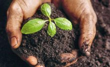 AGRICULTURE O-LEVEL MAINTAINING SOIL FERTILITY