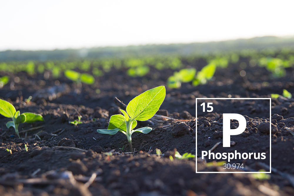 AGRICULTURE O-LEVEL- PHOSPORUS