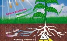 AGRICULTURE - PLANT NUTRIENTS