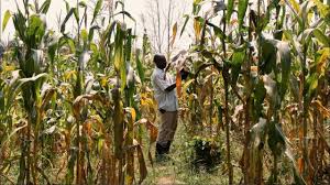 S.S.T/P/5: AGRICULTURE IN UGANDA