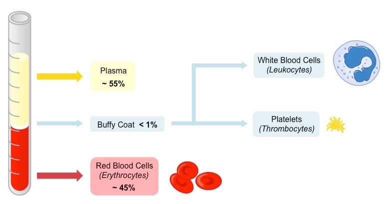 ALBIO5: COMPOSITION OF BLOOD