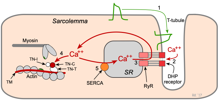 ALBIO5: MECHANISM OF HEART EXCITATION AND CONTRACTION 1