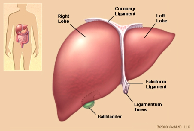 ALBIO5: STRUCTURE OF THE LIVER