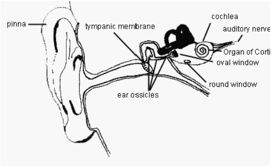 ALBIO5: THE MAMMALIAN EAR 1