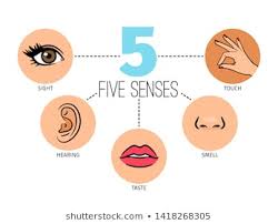 ALBIO5: SENSE ORGANS 1