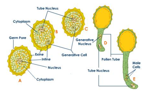 ALBIO5: REPRODUCTION IN FLOWERING PLANTS 1