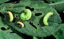 Crop pests and diseases