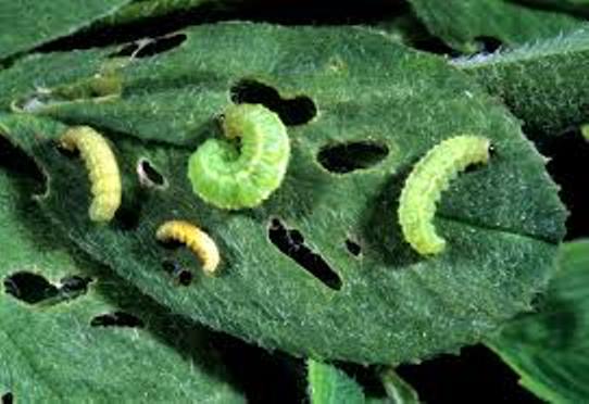 Crop pests and diseases