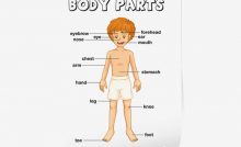 PARTS OF BODY