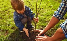 TRANSPLANTING