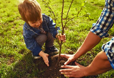 TRANSPLANTING