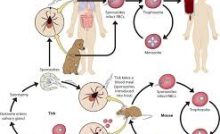 spread of common diseases