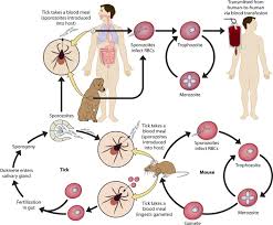 spread of common diseases