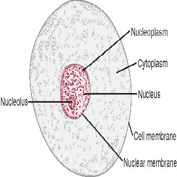 AGRIC/5: BASIC SCIENCE I: Cytology