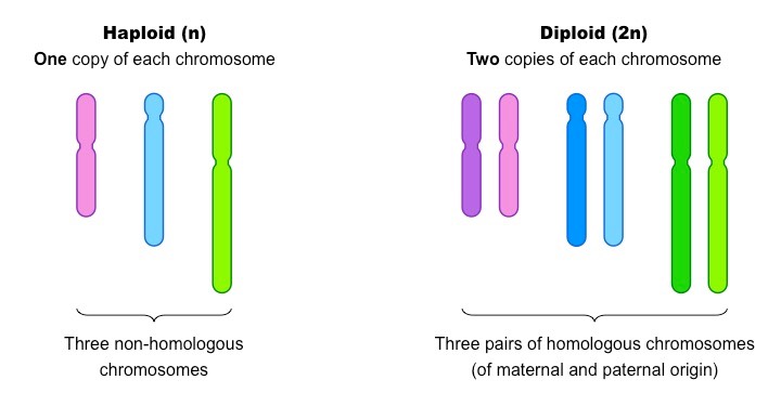 AGRIC/5: BASIC SCIENCE I: Genetics