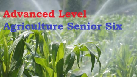 ALAGRIC6: ADVANCED LEVEL AGRICULTURE SENIOR SIX 26