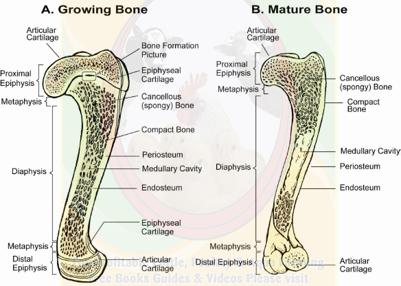 BASIC SCIENCE II: Animal Anatomy and Physiology – FAWE E-Learning platform