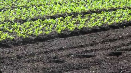 AGRIC/5: CROP PRODUCTION I: Soil Fertility 1