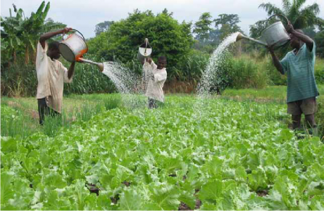 AGRIC/5: CROP PRODUCTION I: Soil and Water as Farming Resources 1