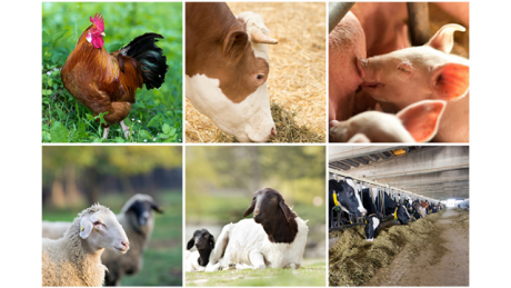 AGRIC/5: ANIMAL PRODUCTION I: Introduction to Livestock Production