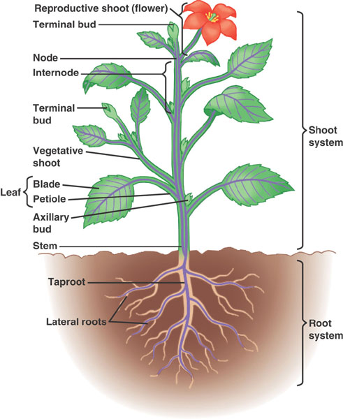 AGRIC/5: BASIC SCIENCE II: Reproduction in Plants 1