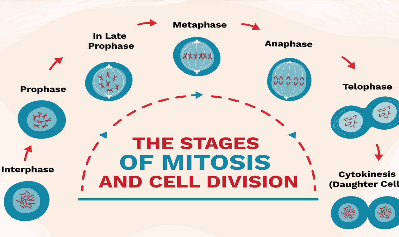 Cell Division 1