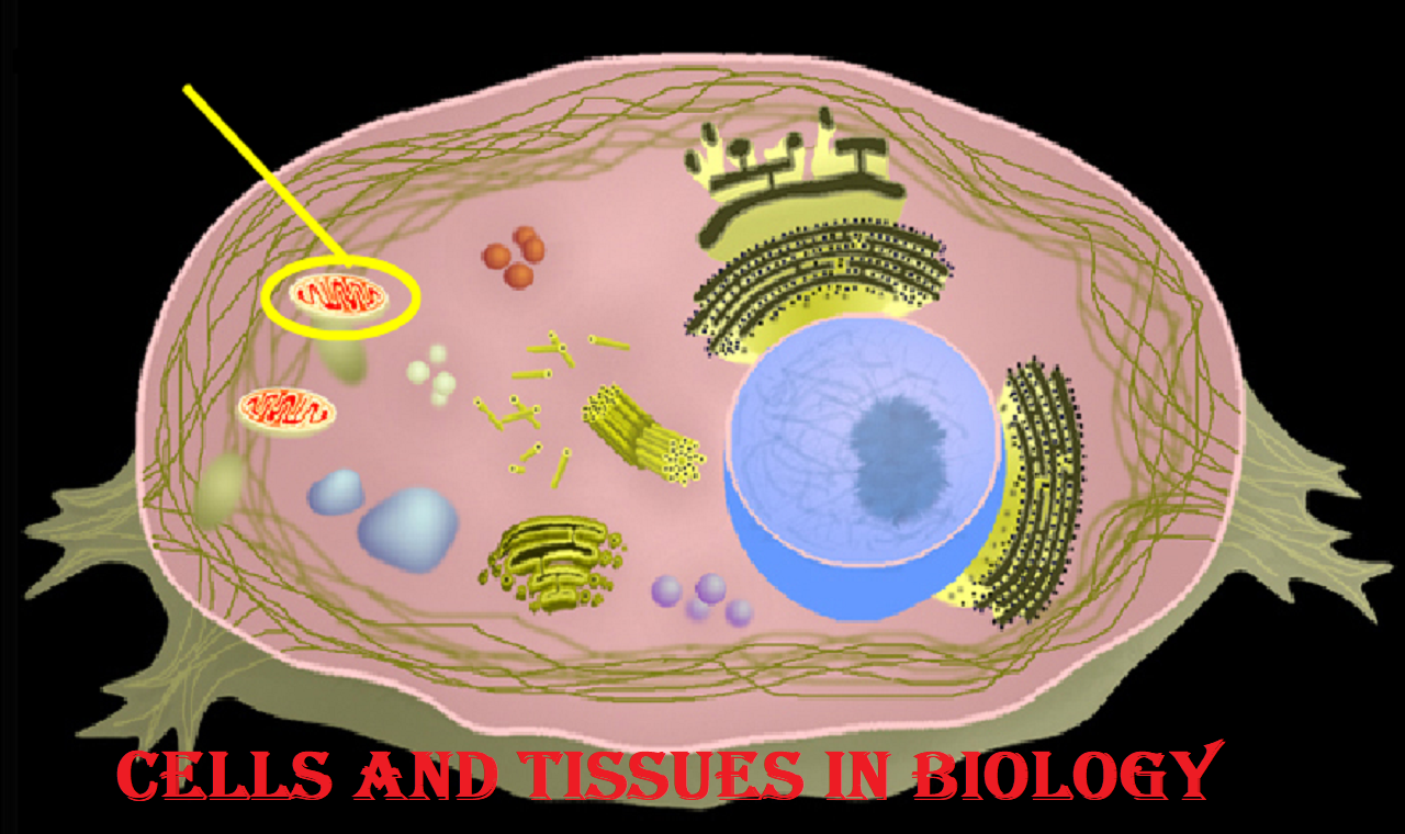 Cells and tissues 1