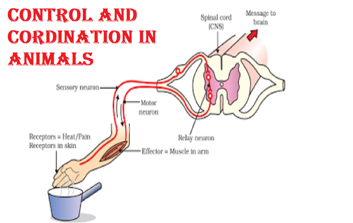 Coordination and control in animals
