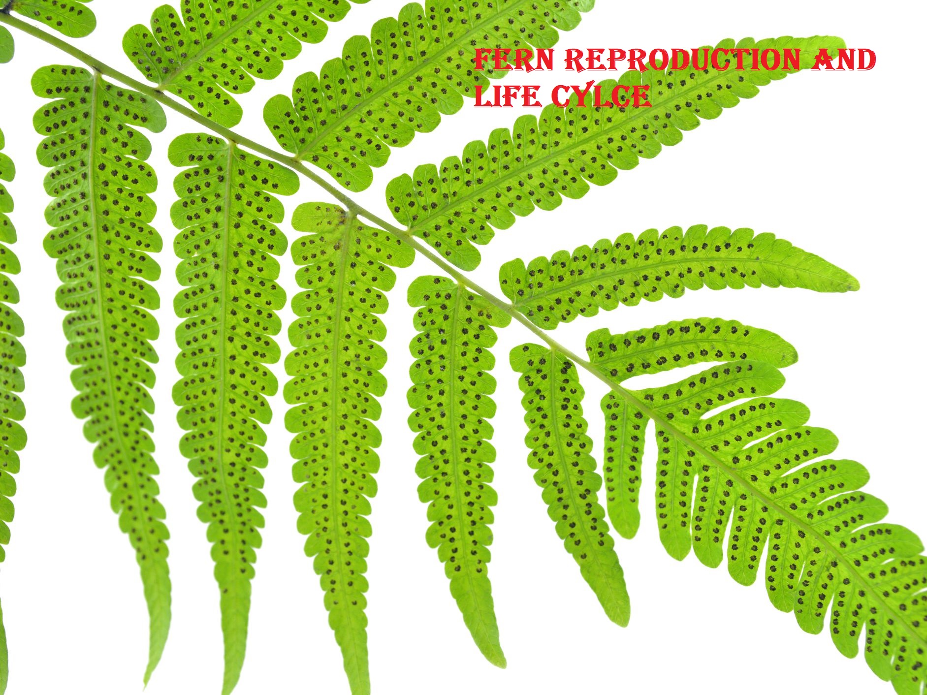 Asexual-Reproduction-Bryophytes-And-Ferns 1