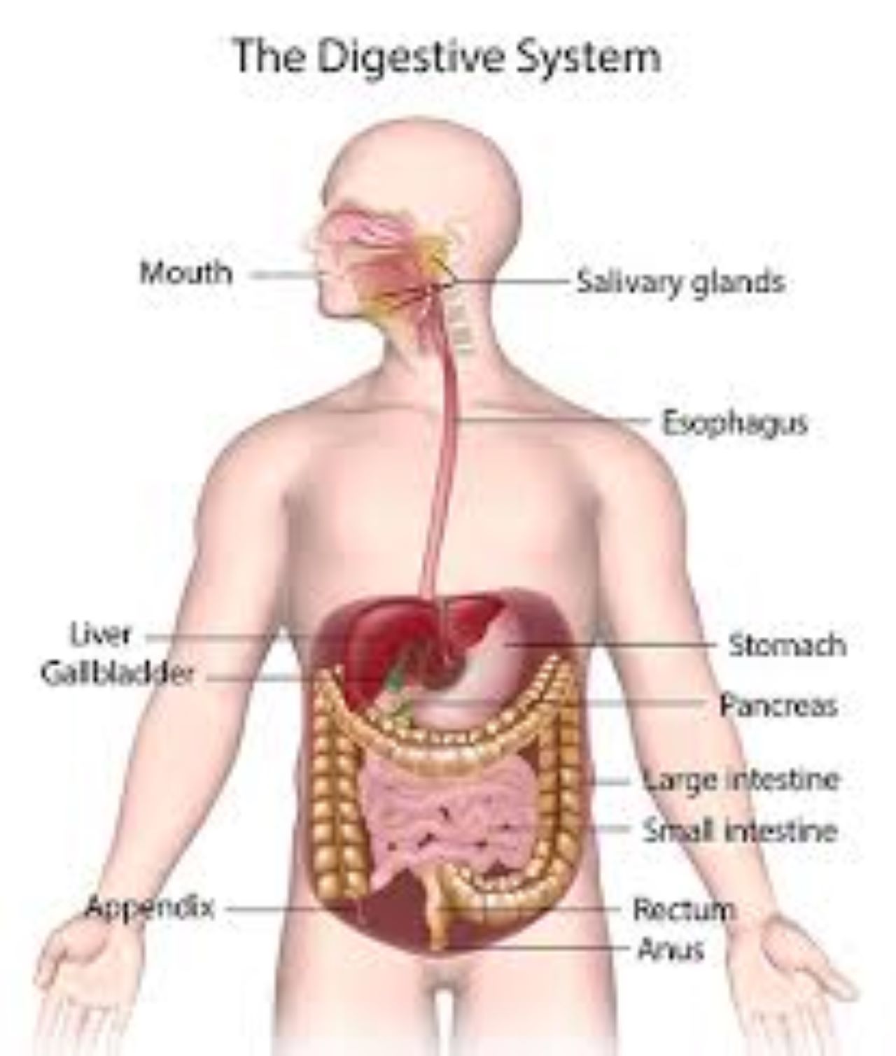 NFT: DIGESTION, ABSORPTION AND UTILIZATION OF NUTRIENTS 1