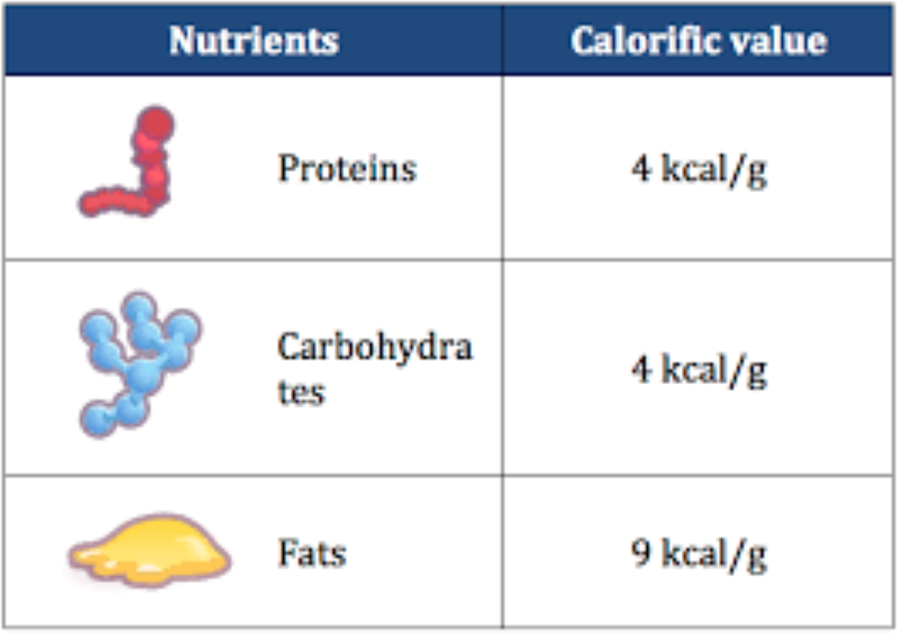 NFT/5 THE NUTRIENTS AND ENERGY 1