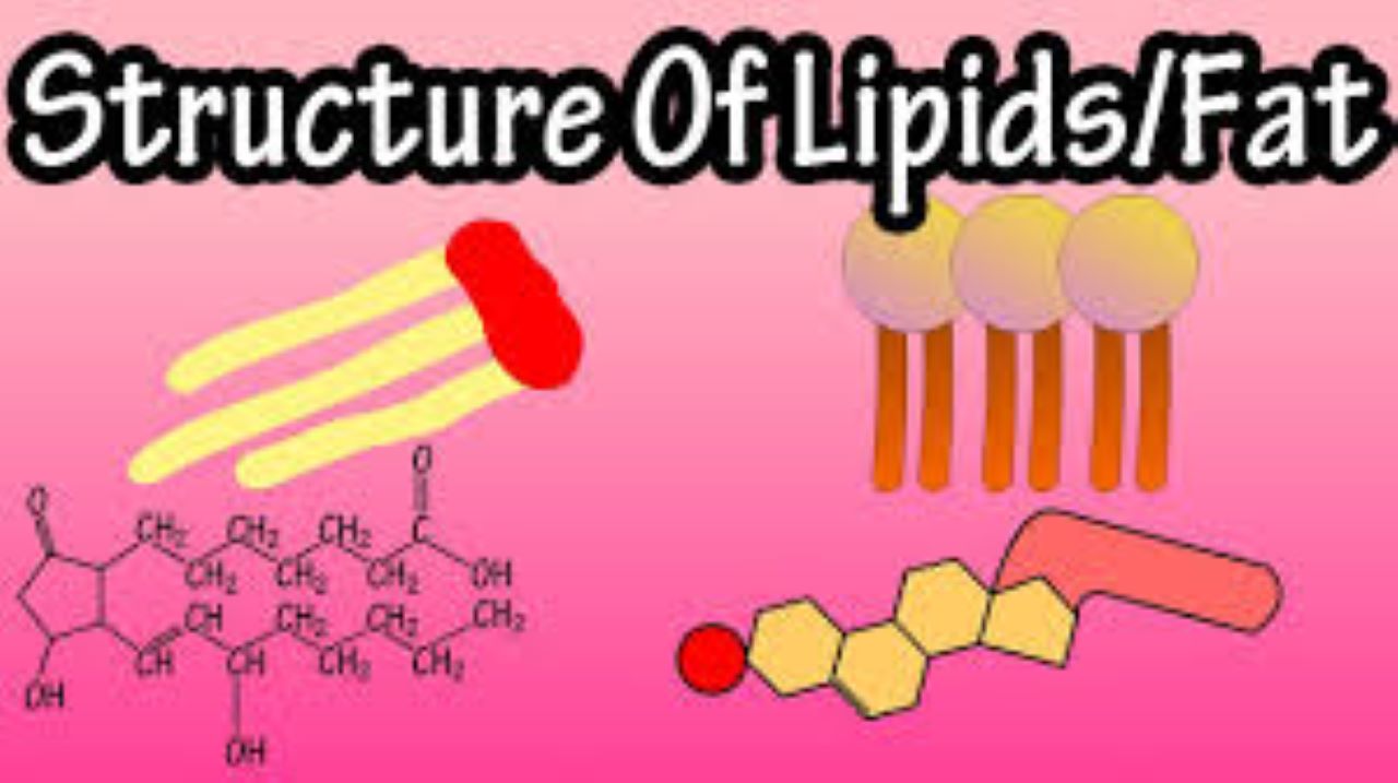 LIPIDS 1