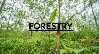 FOR: FORESTRY